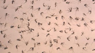 epa03367656 A handout image made available on 22 August 2012 from the Centers for Disease Control showing a uniformly-scattered grouping of deceased mosquitoes, which was about to undergo a laboratory analysis in order to determine the specie specific distribution within this collected population. Mosquitoes are known to be integral in the spread of what are known as arboviral diseases to humans including malaria, West Nile virus, Dengue fever, and yellow fever, just to name a few. The CDC is reporting that there have currently been 1,100 cases of West Nile Virus reported in the US in 2012, more than ever reported at this point in the year since the virus was first recorded in the US in 1999.  EPA/CENTERS FOR DISEASE CONTROL / HANDOUT  HANDOUT EDITORIAL USE ONLY/NO SALES
