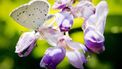 vlinder, tuin, tuinieren, planten