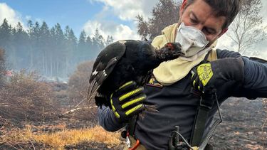 A handout photograph taken and released on August 20, 2026 by the ART (Animal Rescue Team) Zone Hesbaye shows a Belgian firefighter holding a Tetras lyre (Lyrurus tetrix - Black grouse) an endangered bird rescued on the site of a wildfire in the Hautes Fagnes (High Fens) nature reserve, near Eupen, eastern Belgium. The fire in the Hautes Fagnes, which broke out on August 16 in eastern Belgium, is “now largely under control”, but still requires active monitoring, given the nature of the ground according to a statement published on August 20, 2026 by the authorities in the province of Liege. During their operations firefighters have also managed to rescue a Tetras lyre (Lyrurus tetrix - Black grouse), an endangered bird of which only 14 males and four or five females remain in Belgium, according to data compiled at the end of 2025.
ART Zone Hesbaye / AFP