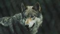 Wolf, Nederland, Wapse, wolf doodgeschoten, schapenboer