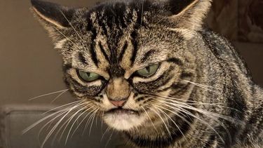 Een foto van een kat, ook wel de opvolger van Grumpy Cat genoemd.