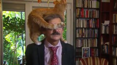 Nederlands kattenfilmpje van interview gaat viral