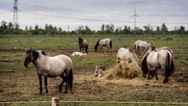 'Overgeplaatste konikpaarden ziek in Spanje'