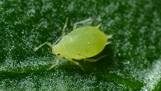 Bladluis, natuur, tuin, lente, groen, insect