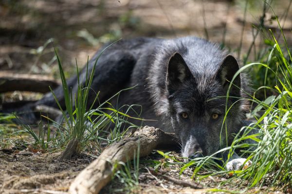 wolf wolven
