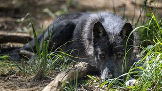 wolf wolven