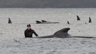 Grote reddingsactie gestrande walvissen loopt voor veel van hen slecht af