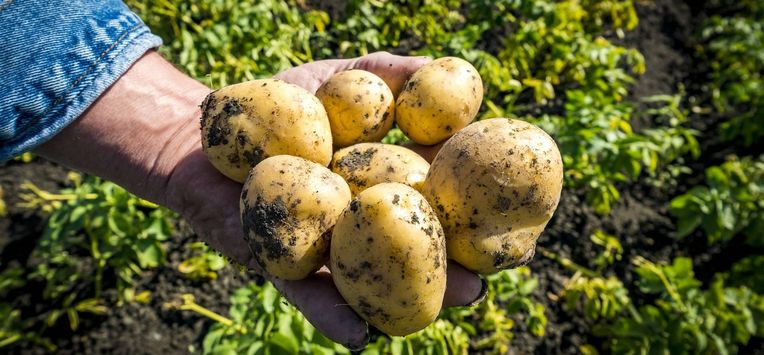 dementie, verkleinen, aardappelen, eten, aardappel, onderzoek, wetenschap
