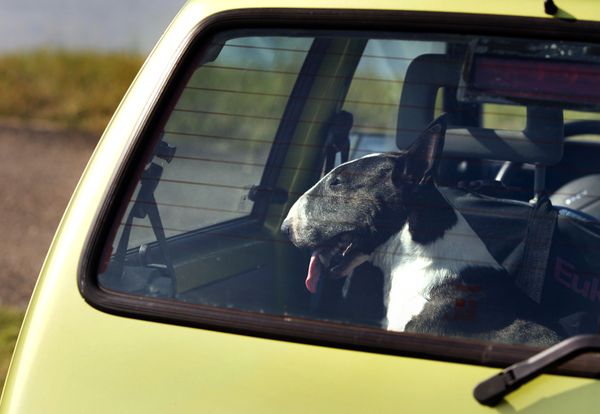 Petitie: zwaardere straffen voor hond in hete auto 