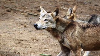 wolf strenger beleid wolvenregels regels tweede kamer staatssecretaris kabinet coalitie probleemwolf