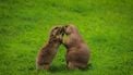 dieren beesten in best liefde seks