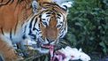 Vrouw verslonden door Siberische tijger in park.
