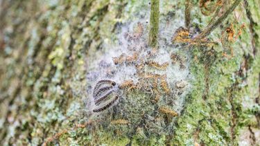 eikenprocessierups, rups, gezondheid, waarschuwing, insecten