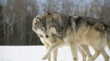 Belgisch wolvenpaar zwanger