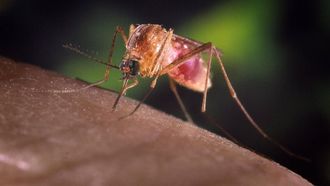 epa03367655 A handout image made available on 22 August 2012 from the Centers for Disease Control showing a Culex quinquefaciatus female mosquito feeding on human blood. This species is a known vector for West Nile Virus. The female C. quinquefasciatus mosquito is known as one of the many arthropodal vectors responsible for spreading the West Nile virus to human beings through their bite when obtaining a blood meal. Mosquitoes of the Culex species lay their eggs in the form of egg rafts that float in still or stagnant water. The mosquito lays the eggs one at a time sticking them together in the shape of a raft. An egg raft can contain from 100 to 400 eggs. The eggs go through larval and pupal stages and feed on micro-organisms before developing into flying mosquitoes. The CDC is reporting that there have currently been 1,100 cases of West Nile Virus reported in the US in 2012, more than ever reported at this point in the year since the virus was first recorded in the US in 1999.  EPA/JIM GATHANY / CENTERS FOR DISEASE CONTROL / HANDOUT  HANDOUT EDITORIAL USE ONLY/NO SALES