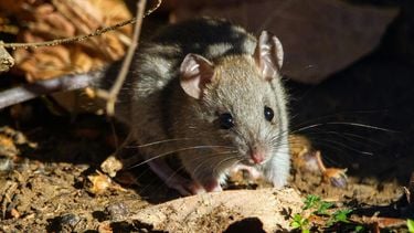 ongediertebestrijders, muizen, ratten