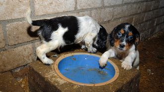 Hondenmarktplaats gaat strijd aan met puppyfabrieken