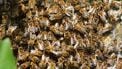 epa06737636 A view of bees during the mating in a beehive in Jankow Przygodzki, central Poland, 15 May 2018. The families of tens of thousands  bees select the new queens called also the mother bees. Then, the swarm leaves the beehive in the wake of the newly chosen mother bee. Inattention of the beekeeper may cost the loss of the bee family.  EPA/Tomasz Wojtasik POLAND OUT