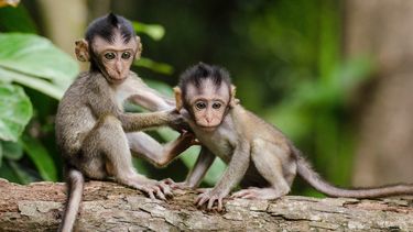 Volkswagen zegt sorry voor dierproeven met apen