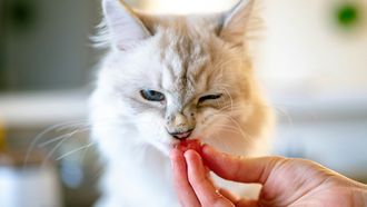 Allergisch voor katten? Dit kan de onverwachte oplossing zijn