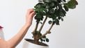 onderzoek, wetenschap, wetenschappers, plant, planten, muziek