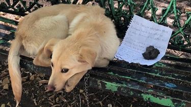 Hond achtergelaten op bankje met ontroerende brief van kind