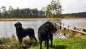 Vrouw overleeft wildernis door haar drie honden