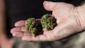 Meer mensen gebruiken regelmatig cannabis