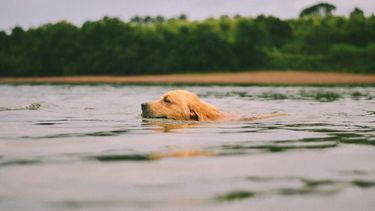 grasaren, oververhitting, huisdieren, gevaarlijk, huisdier
