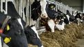 Boeren door stikstofprobleem steeds vaker naar het buitenland