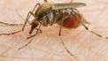De mug is terug van nooit weggeweest: wordt 't een 'goed' muggenjaar?