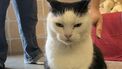 Dierenasiel zoekt dringend baasje voor 'stoutste kat ter wereld'