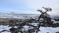 In de lente zijn er koeien in de Yorkshire Dales