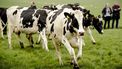 Commissie Remkes: geen vergunning nodig voor koe in de wei