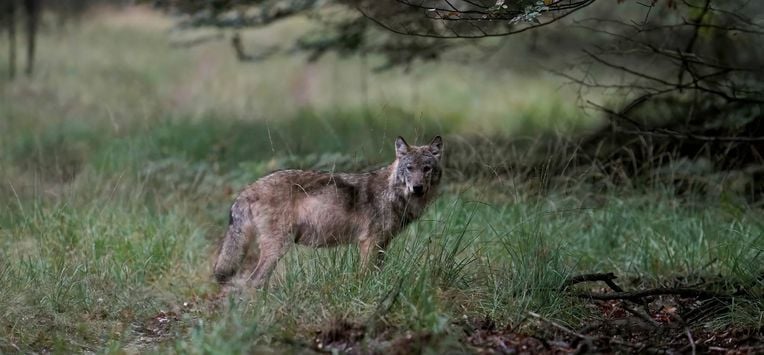 VELUWE - Een wolf op de Veluwe, vastgelegd door natuurfotograaf Otto Jelsma. De hobbyfotograaf kwam een zeldzame roedel met vijf wolven tegen tijdens een wandeling op de Veluwe. Wolven laten zich in Nederland bijna nooit zien in groepsverband. ANP OTTO JELSMA