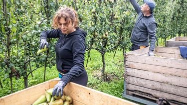 Landbouwminister vindt ‘arbeidsmigranten nodig in landbouw’, maar wil minder laagbetaalde mensen uit landen als Polen