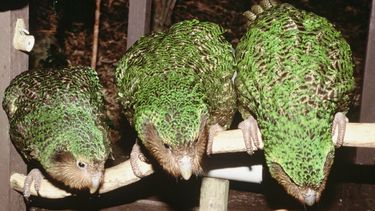 Op deze foto zie je een aantal kakapo's