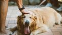 Net op tijd: verlamde hond gered uit hete zon