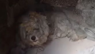 Klein wonder in Mati: hond overleeft branden in oven