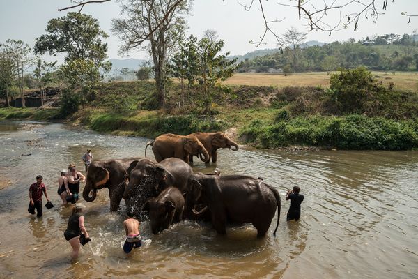 Op deze foto zie je toeristen met olifanten in Thailand