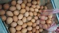 Eieren bevatten nog steeds het giftige fipronil