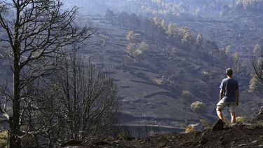 epa13136841 A man looks at one of the areas devastated by the Burgohondo fire in the Iruelas Valley Nature Reserve in Avila, Spain, 28 July 2026. The wildfire in Burgohondo, Avila, which broke out six days ago, has now burnt more than 50,000 hectares, making it the worst fire in Spain's history.  EPA/RAUL SANCHIDRIAN