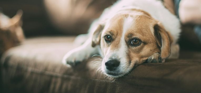 Huisdieren, dieren, onderzoek, roken, honden