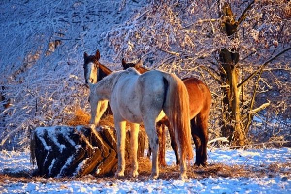 Dierenorganisaties: Zet paarden in de kou 