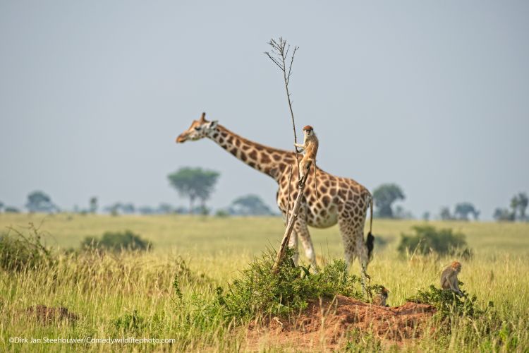Monkey riding a giraf - The Comedy Wildlife Photography Awards 2021 / Dirk-Jan Steehouwer