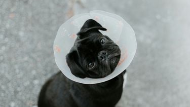 Kosten voor behandeling bij dierenartsen lopen enorm op, hoe kan dat? '1000 euro voor MRI-scan'