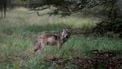 VELUWE - Een wolf op de Veluwe, vastgelegd door natuurfotograaf Otto Jelsma. De hobbyfotograaf kwam een zeldzame roedel met vijf wolven tegen tijdens een wandeling op de Veluwe. Wolven laten zich in Nederland bijna nooit zien in groepsverband. ANP OTTO JELSMA