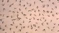 epa03367656 A handout image made available on 22 August 2012 from the Centers for Disease Control showing a uniformly-scattered grouping of deceased mosquitoes, which was about to undergo a laboratory analysis in order to determine the specie specific distribution within this collected population. Mosquitoes are known to be integral in the spread of what are known as arboviral diseases to humans including malaria, West Nile virus, Dengue fever, and yellow fever, just to name a few. The CDC is reporting that there have currently been 1,100 cases of West Nile Virus reported in the US in 2012, more than ever reported at this point in the year since the virus was first recorded in the US in 1999.  EPA/CENTERS FOR DISEASE CONTROL / HANDOUT  HANDOUT EDITORIAL USE ONLY/NO SALES