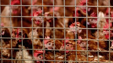 BARNEVELD - De kippen van pluimveehouder Theo Bos moeten binnenblijven. Commerciele pluimveehouders moeten hun kippen voorlopig binnenhouden. De plicht geldt voor boeren die minstens 250 kippen houden. ANP SANDER KONING