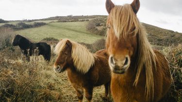 Twee meiden redden pony's van de snelweg